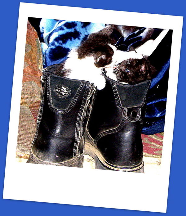 Puss n Boots...