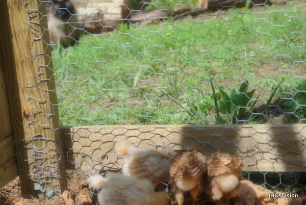 My baby chicks.  Look closely at the background...
