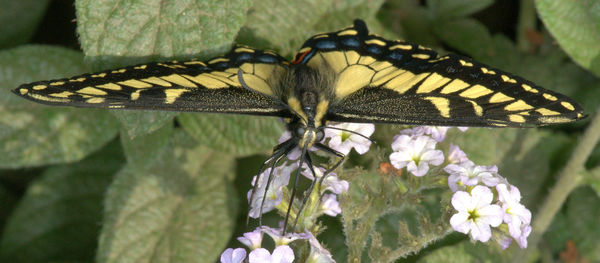 Anise Swallowtail, tip-to-tip...