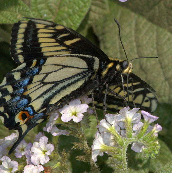 Anise Swallowtail Butterfly, profile...