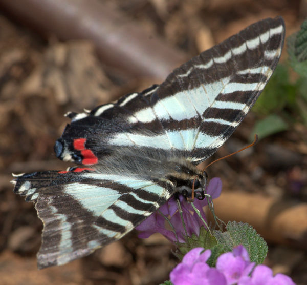 Pale Swallowtail butterfly...