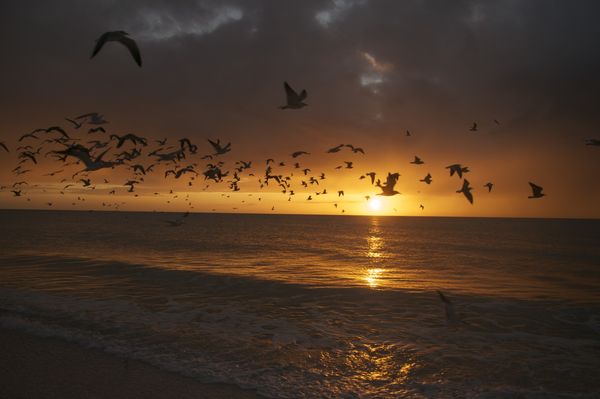 Sunset With Gulls...