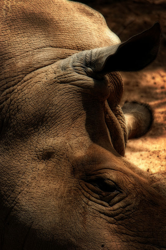 rhino close up...