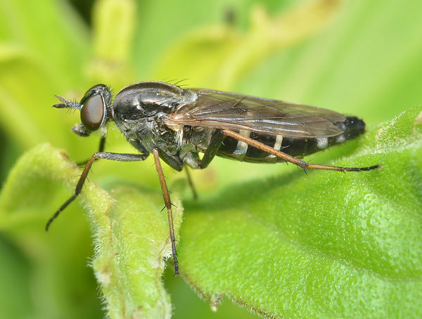 soldier fly...