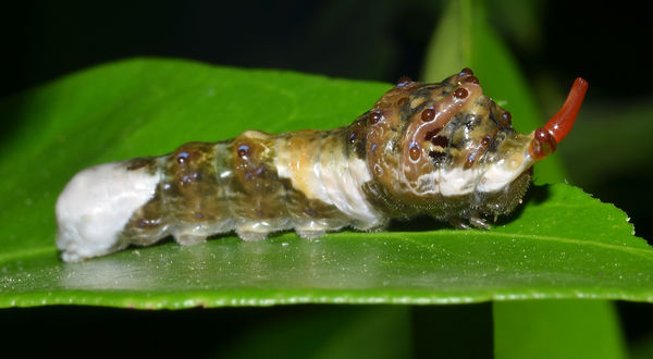 Giant swallowtail caterpillar everting its osmeter...