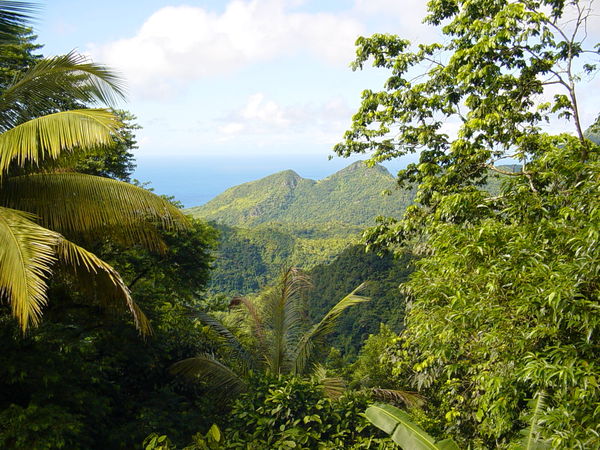 View from the Rain Forest...