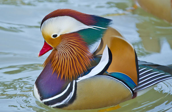 Mandarin Duck in Full Mating Colors...