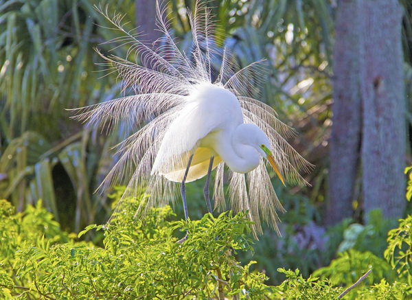 Great Egret - Displaying...