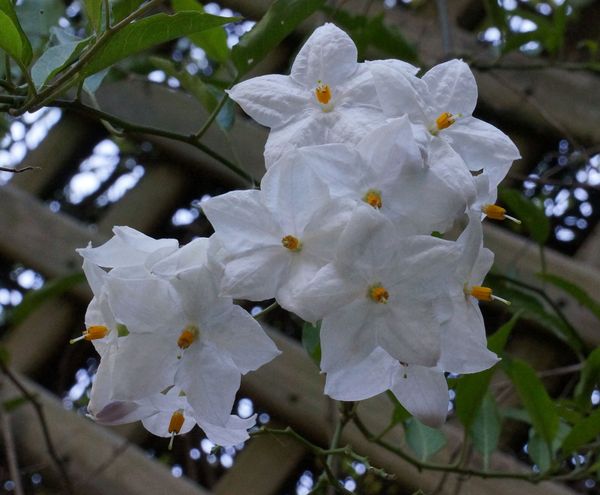Last of the white flowers on the trellis. My first...