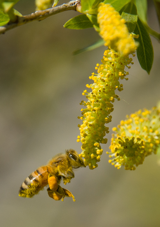 Honey bee & Willow blossoms...