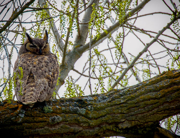 Pacific Horned Owl...