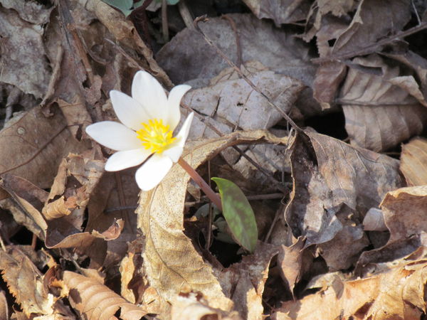 right out of the camera-wild wood anemone...