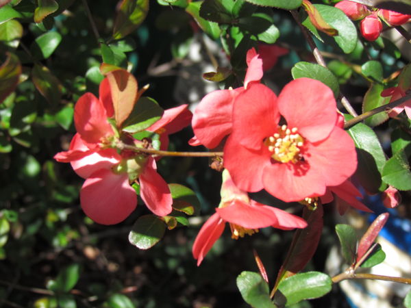 Quince-bloomed about a month early here...