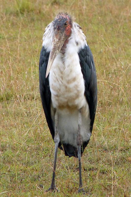 Malabou stork...