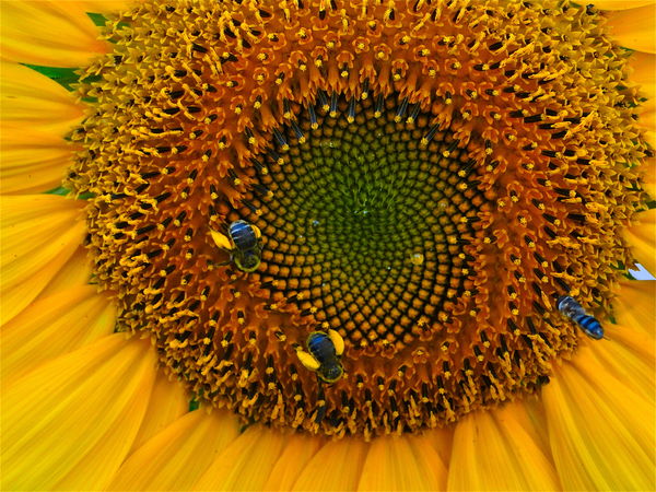 sunflower and bees...