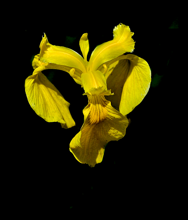 Your Yellow Iris in a "Float"...