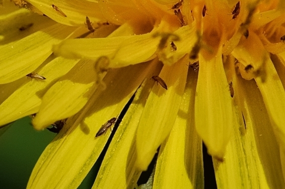 Cropped to macro scale, to reveal mini-bugs...