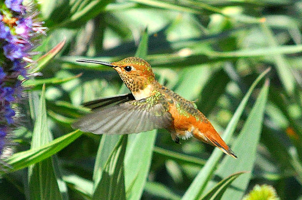 Allen's Hummingbird, female #5...