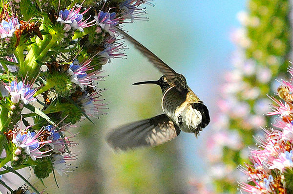 Black-chinned Hummingbird, male #1...