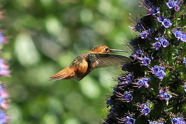 Allen's Hummingbird, female #8...