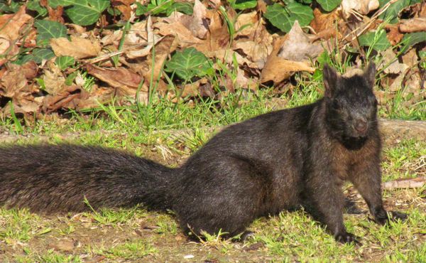 My black squirrel back for a visit...