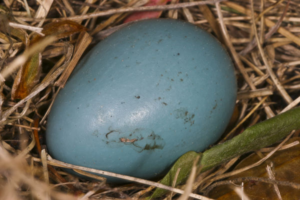 Nest and egg...