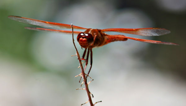 dragonfly...