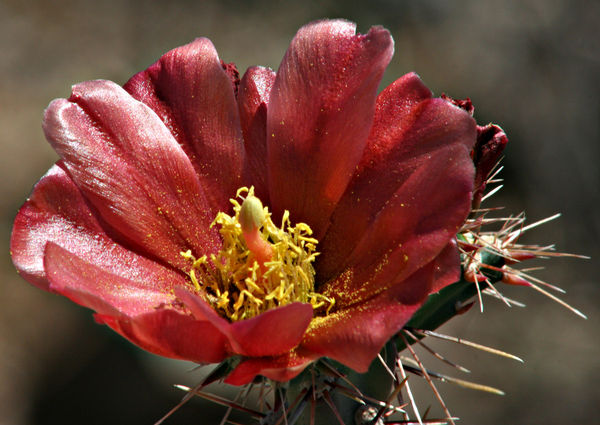 cactus flower...