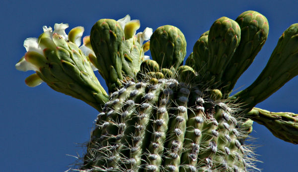 saguaro cactus starting to flower...