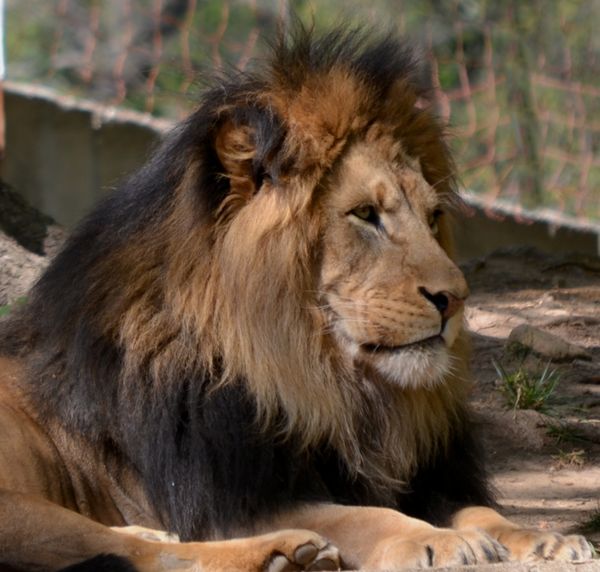 Handsome Lion...