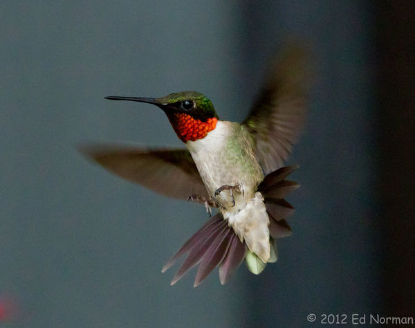 Ruby-throated, Male. 1/2000, f/8, ISO 3200...