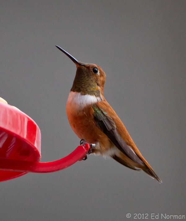 Rufous Hummingbird. 1/1250, f/4, ISO 1600....