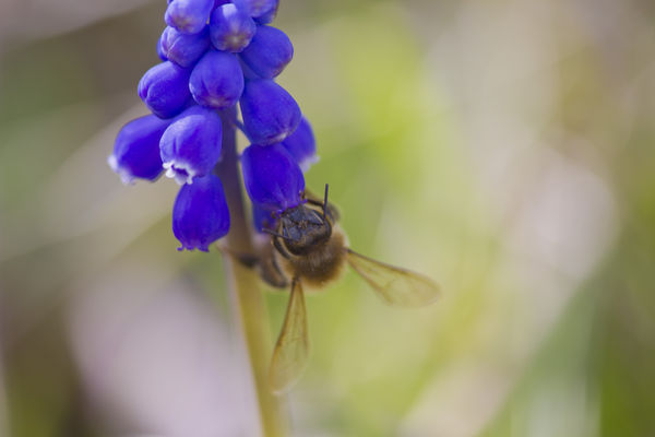Bee on a Grape Hycinth (hopefully the correct spel...