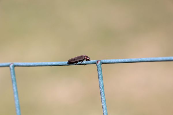 Beetle on wire fence...