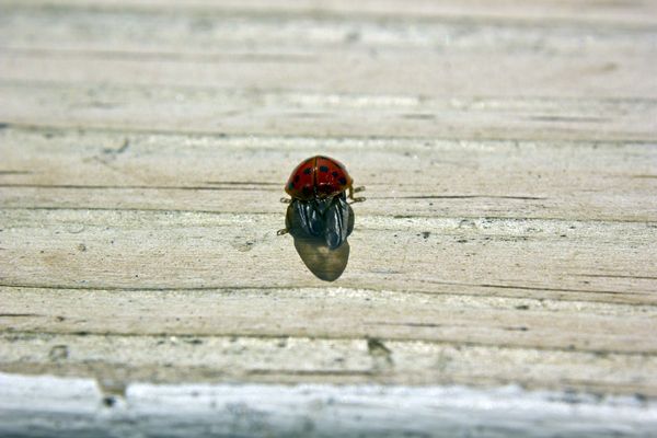 Ladybug with wings out...