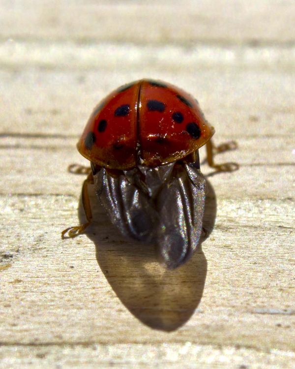 Crop of the Ladybug...