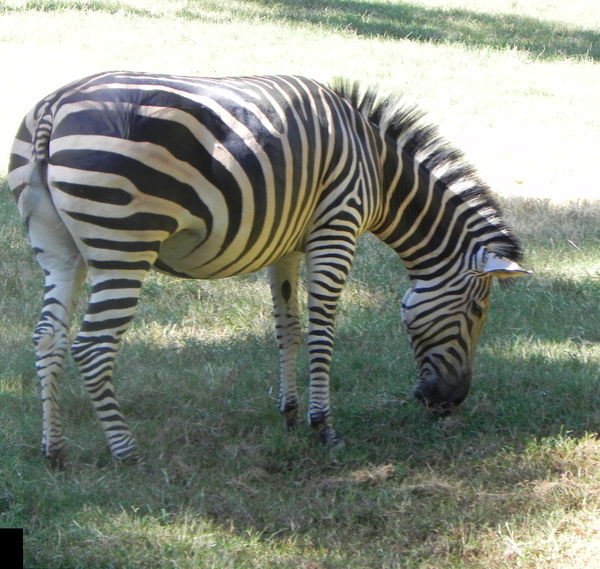 Zebra - but the corner is messed up and ghost imag...