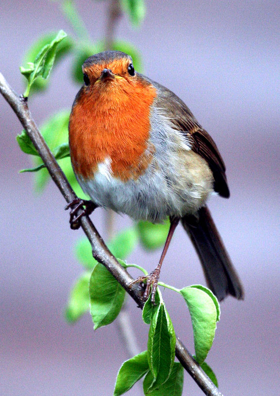 Robin in my garden...