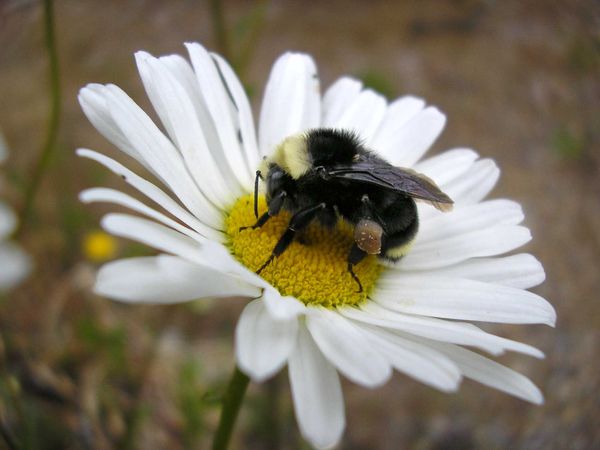 Bee on a a Daisy...