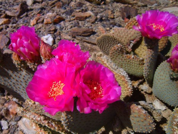 Beavertail Cactus...