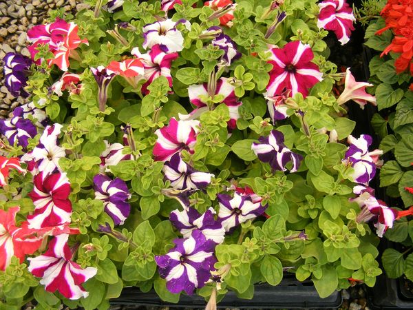 Saw these at a nursery   2011...