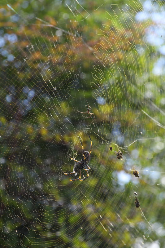 male and female golden orb weaving spiders...