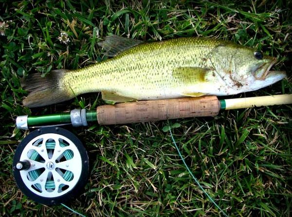 LARGEMOUTH BASS ON A FLY ROD FROM FARM POND...