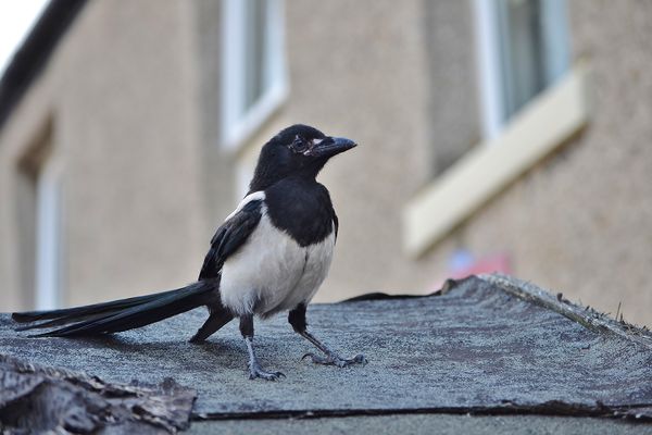 our friendly Magpie...