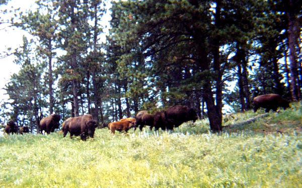 BISON IN YELLOWSTONE PARK...