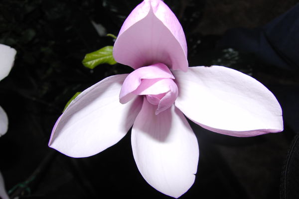 Japanese Magnolia...