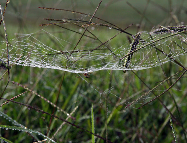 Spider web in park....