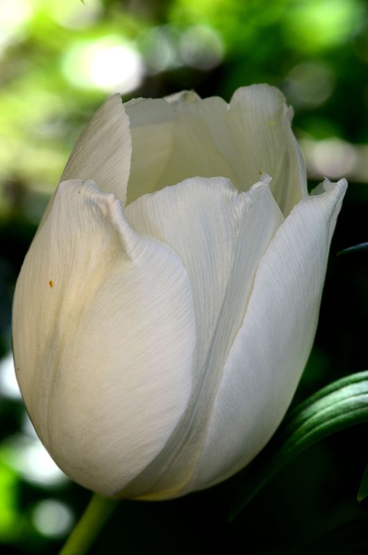 White tulip...