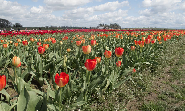 Oregon Tulip Field...