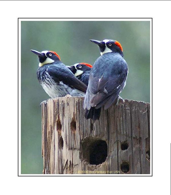 Acorn Woodpeckers...